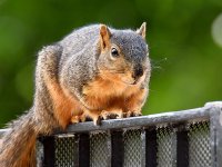 Squirrel3.jpg