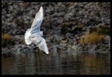 20170417-_P2F8467_1k.jpg