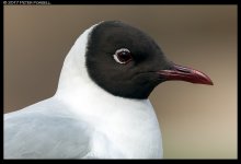 20170417-_P2F8481b_1k.jpg
