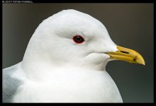 20170417-_P2F8562c_1k.jpg