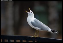 20170417-_P3F2984b_1k.jpg