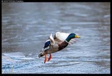 20170417-_P3F2992b_1k.jpg