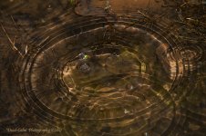 puddles_8112.jpg
