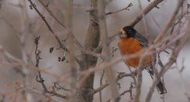 DSC_4298+robin in snow -0003 SM.jpg