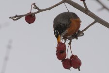 DSC_4330+robin in snow -0010 SM.jpg