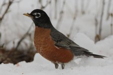 DSC_4321+robin in snow -0005 SM.jpg