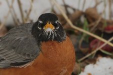 DSC_4366+robin in snow -0004.jpg
