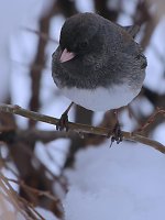 DSC_4439+grey bird-0001 SM.jpg