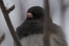 DSC_4471+grey bird-0003 SM.jpg