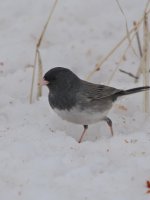 DSC_4413+grey bird-0002 SM.jpg