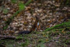 DSC_4722-1.jpg