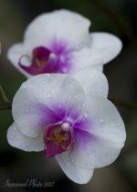 DSC_7494.jpg