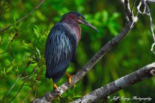 DSC_0662.jpg