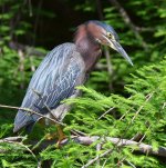 GreenHeron.jpg