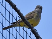Kingbird.jpg