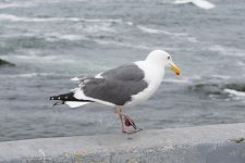 DSC_1860.jpg