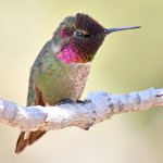 Hummer7.jpg