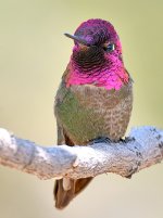 Hummer9.jpg