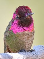 Hummer11.jpg