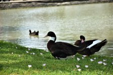 Ducks.jpg