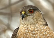 DSC_4528 -1 HAWK face.jpg