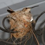 Hummer15.jpg