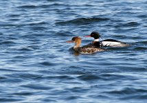 DSC_3763.jpg