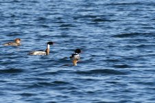 DSC_3771.jpg