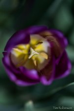 Tulips-2_00002_01.jpg