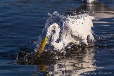 DSC_1392.jpg