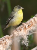 Goldfinch.jpg