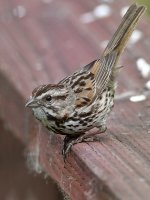Sparrow2.jpg