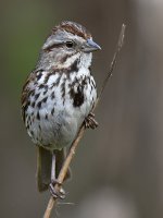 Sparrow3.jpg
