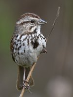 Sparrow5.jpg