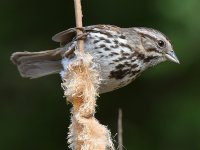 Sparrow7.jpg