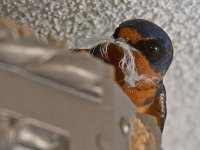 Swallow5.jpg