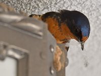 Swallow6.jpg