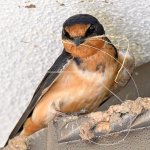 Swallow9.jpg