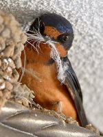 Swallow7.jpg