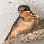 Swallow10.jpg