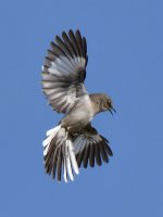 Mockingbird3.jpg