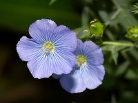 BlueFlowers.jpg