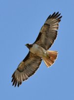 Hawk2.jpg