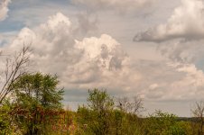 Flowers-4951.jpg