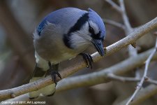 Blue-Jay-F_288.jpg