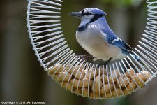 Blue-Jay_295.jpg