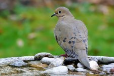 Mourning-Dove_23.jpg