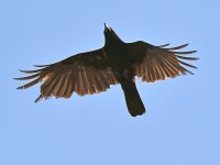 Crow.jpg
