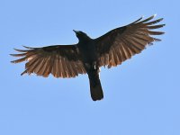 Crow4.jpg
