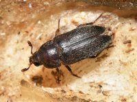 Beetle.jpg